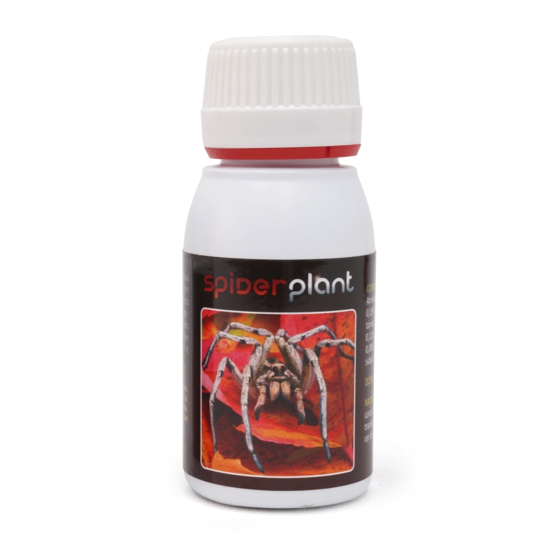 SPIDER PLANT 60 ML