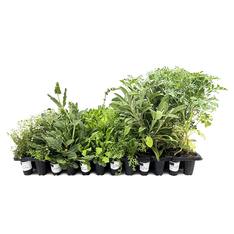 INDOOR PLANTS PACK 108 UNITS (FAUNA RESERVOIR) BIOLINE AGROSCIENCES