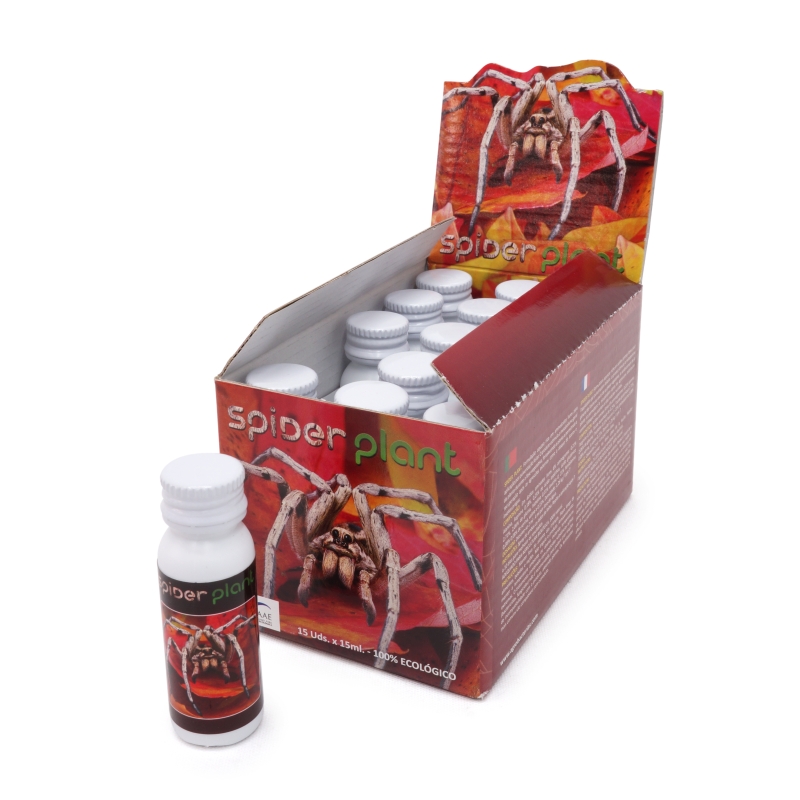 SPIDER PLANT (15X15 ML)