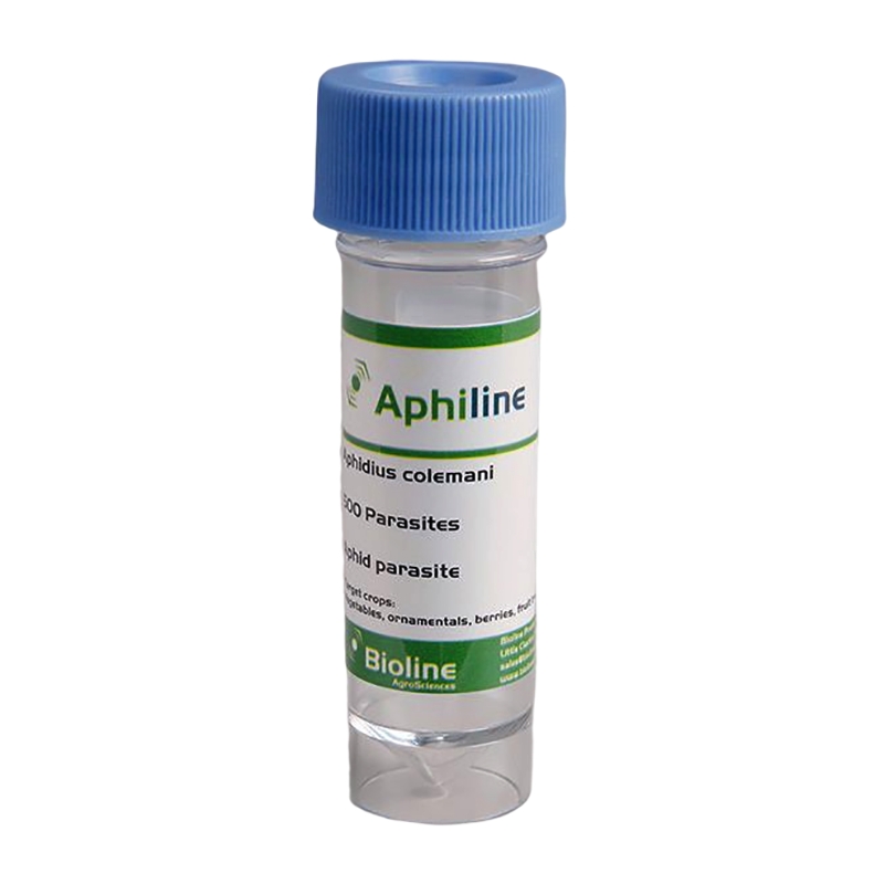 APHILINE ACE MIX - A. ABDOMINALIS + A. COLEMANI + A. ERVI / VIAL 500 INDIVIDUALS (APHIDS)